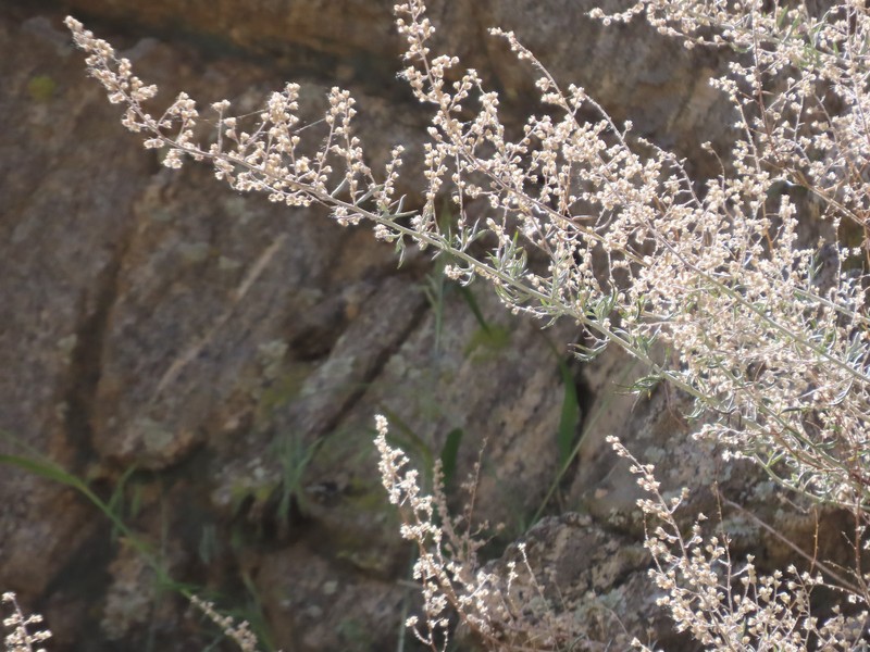 Artemisia ludoviciana subsp. albula
