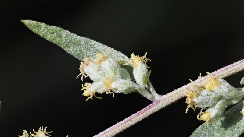 Artemisia ludoviciana subsp. albula photo 2