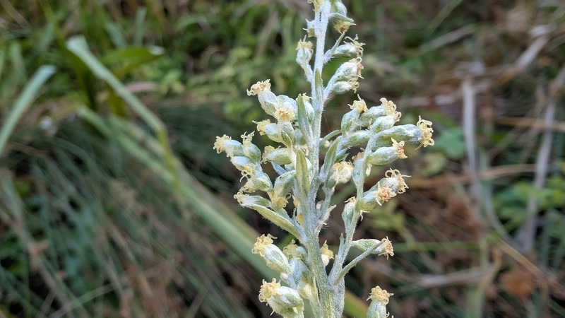 Artemisia ludoviciana subsp. albula photo 3