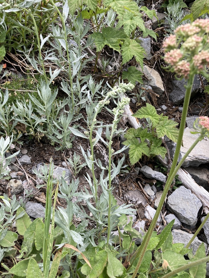 Artemisia ludoviciana subsp. candicans