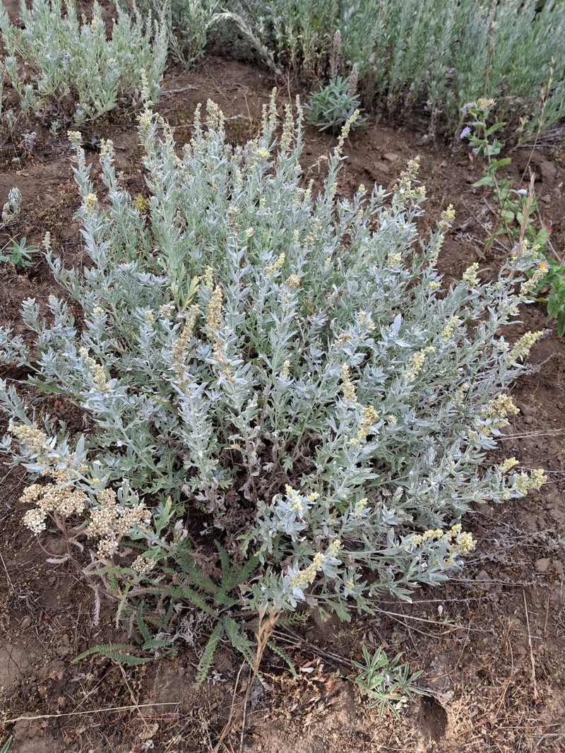Artemisia ludoviciana subsp. candicans photo 2