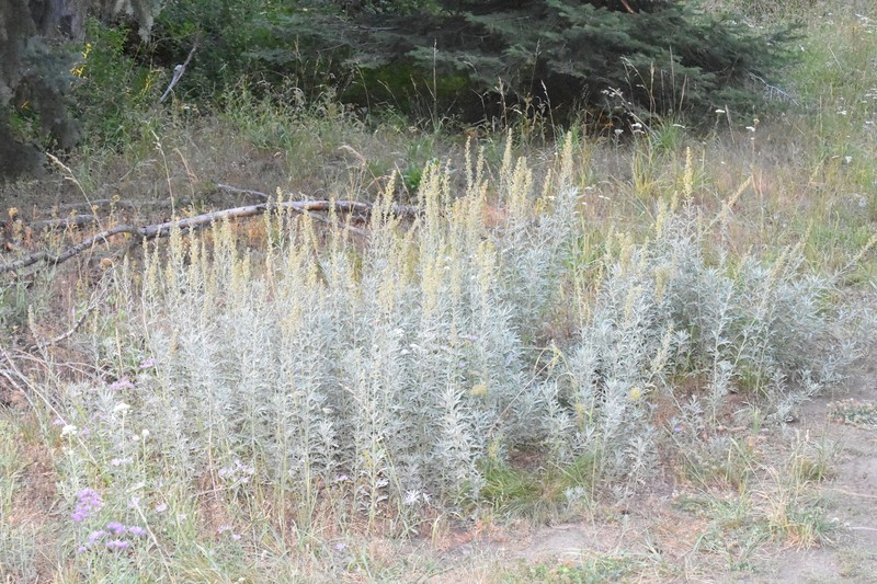 Artemisia ludoviciana subsp. candicans photo 3