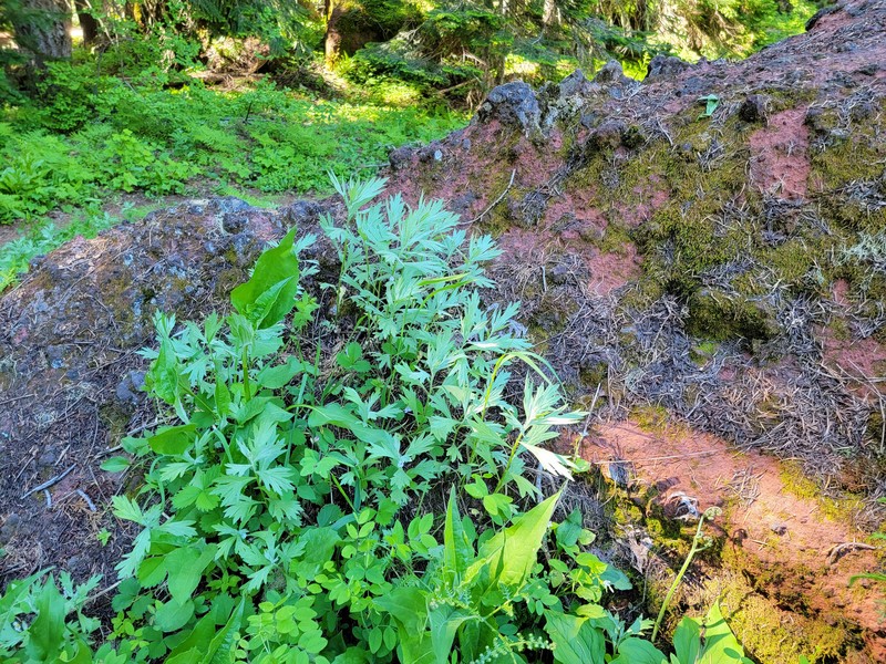 Artemisia ludoviciana subsp. candicans photo 4