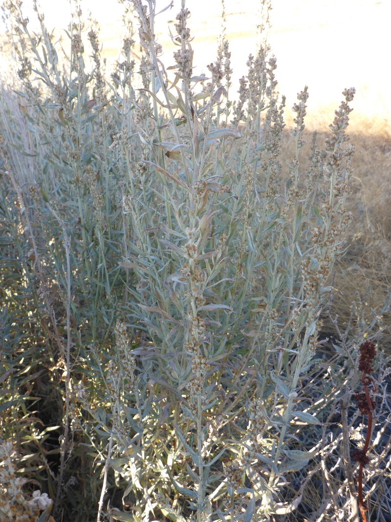 Artemisia ludoviciana subsp. candicans photo 5