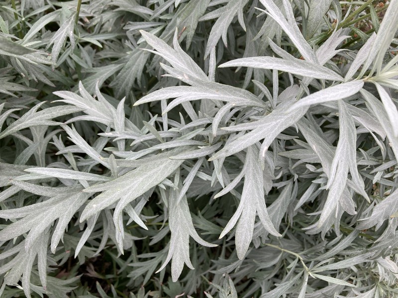 Artemisia ludoviciana subsp. candicans photo 6