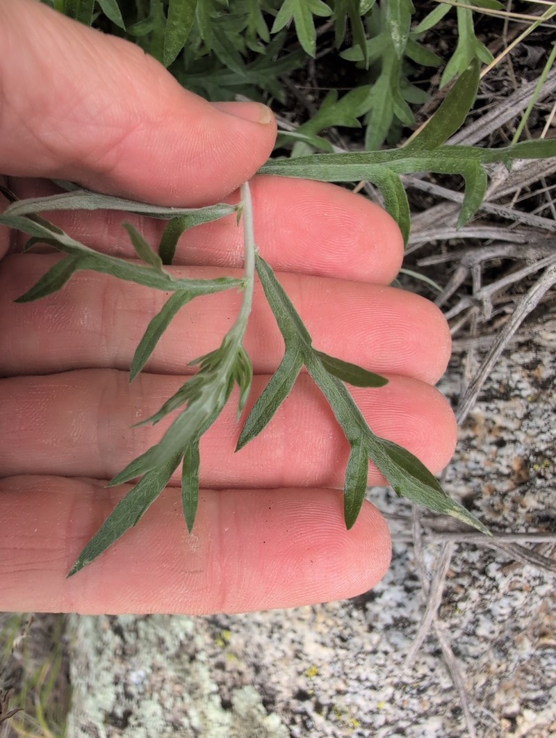 Artemisia ludoviciana subsp. incompta