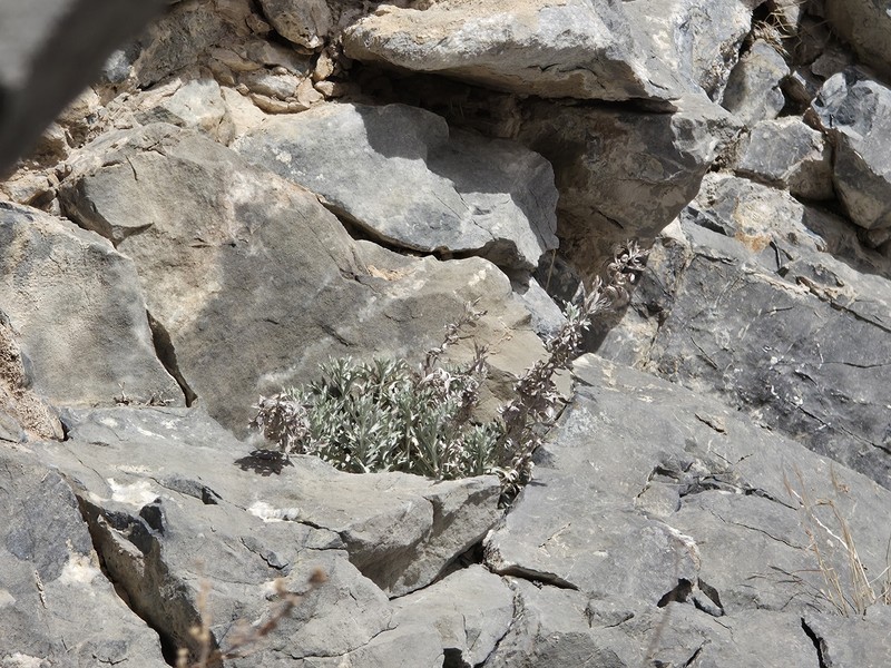 Artemisia ludoviciana subsp. incompta photo 2