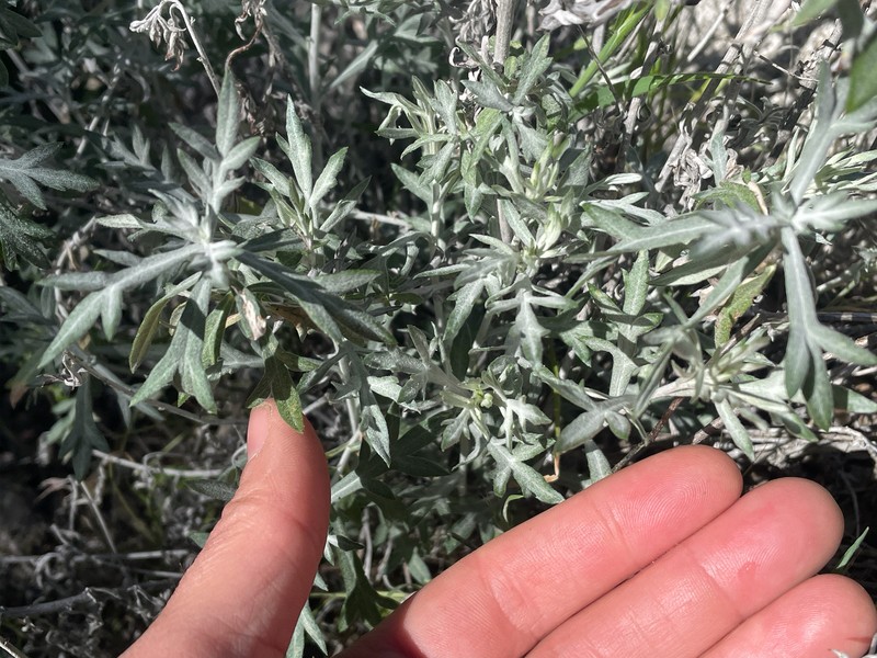 Artemisia ludoviciana subsp. incompta photo 3
