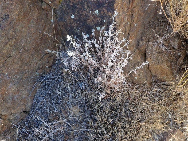 Artemisia ludoviciana subsp. incompta photo 4