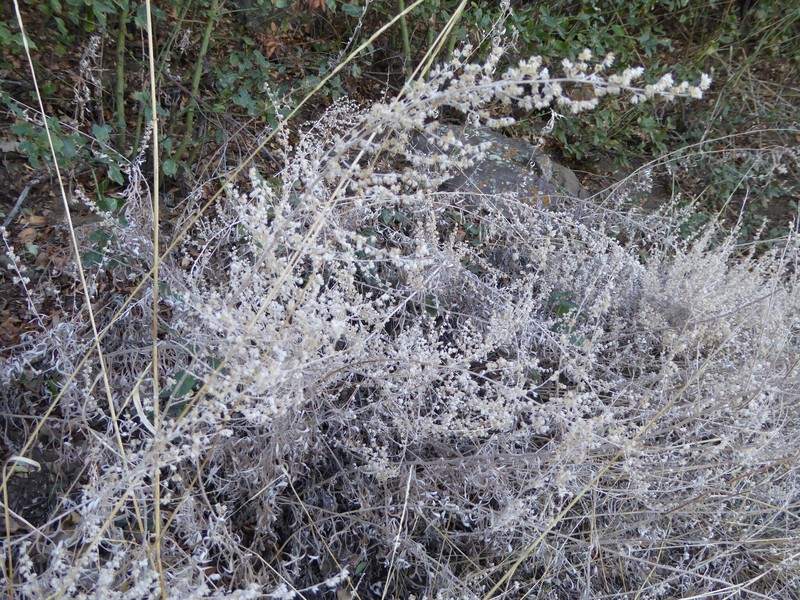 Artemisia ludoviciana subsp. incompta photo 5