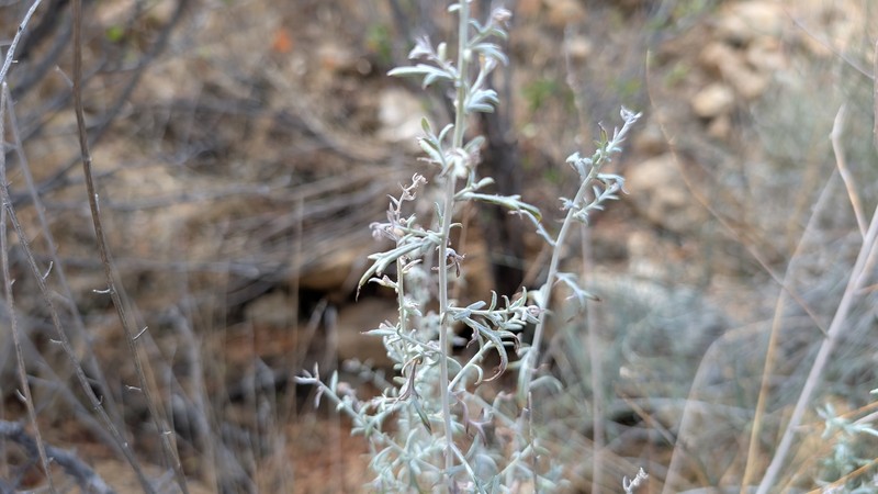 Artemisia ludoviciana subsp. incompta photo 6