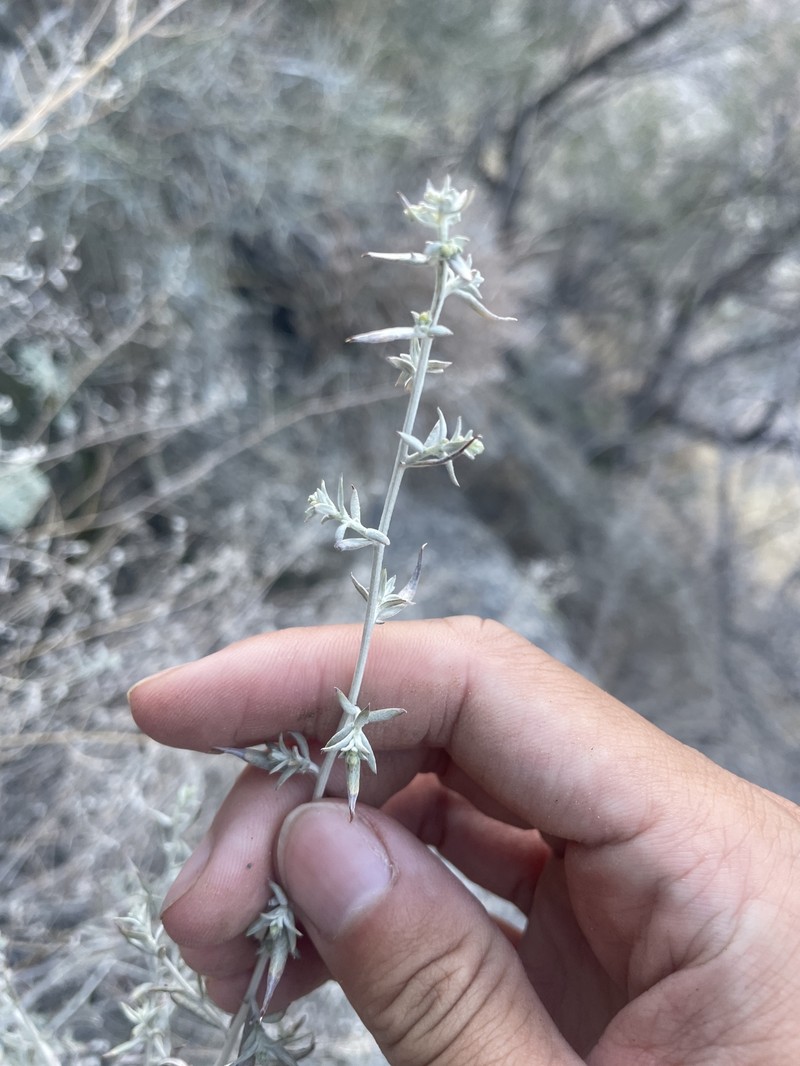 Artemisia ludoviciana subsp. incompta photo 7