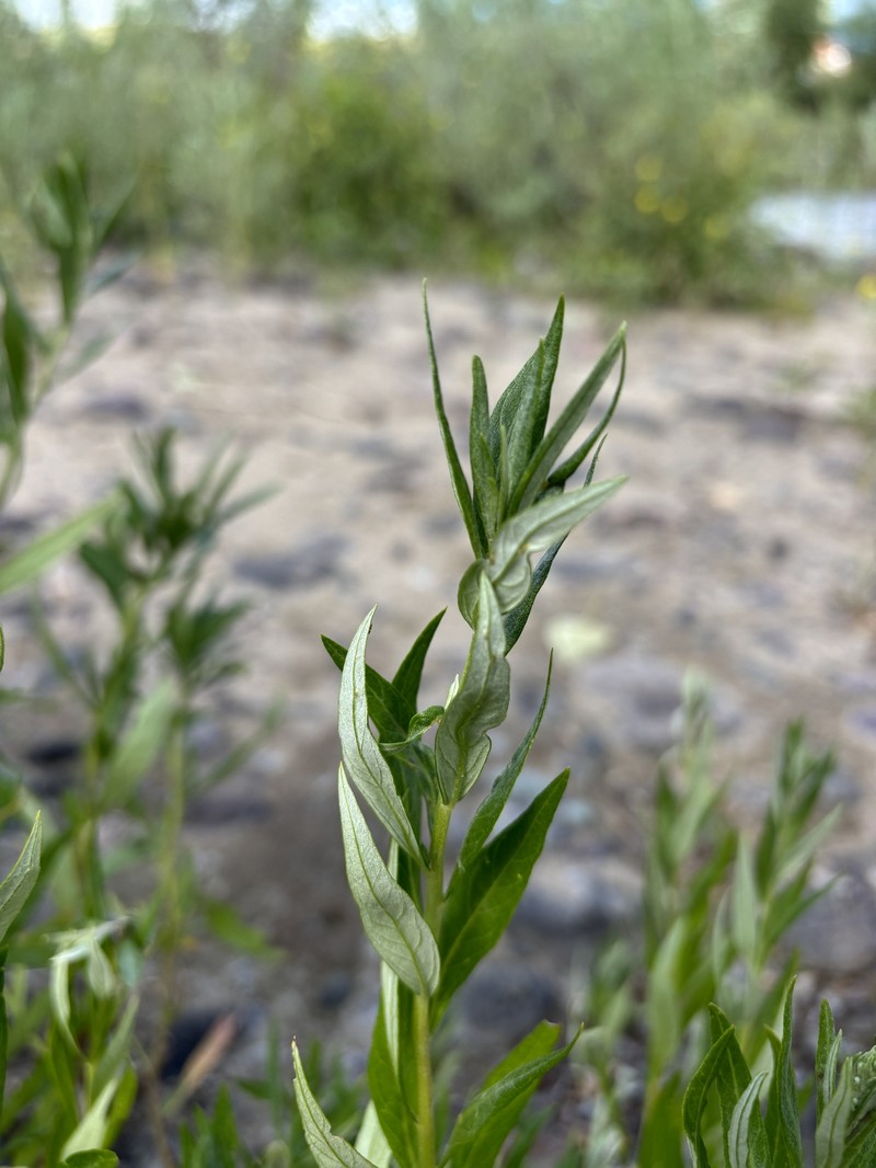 Columbia River Wormwood