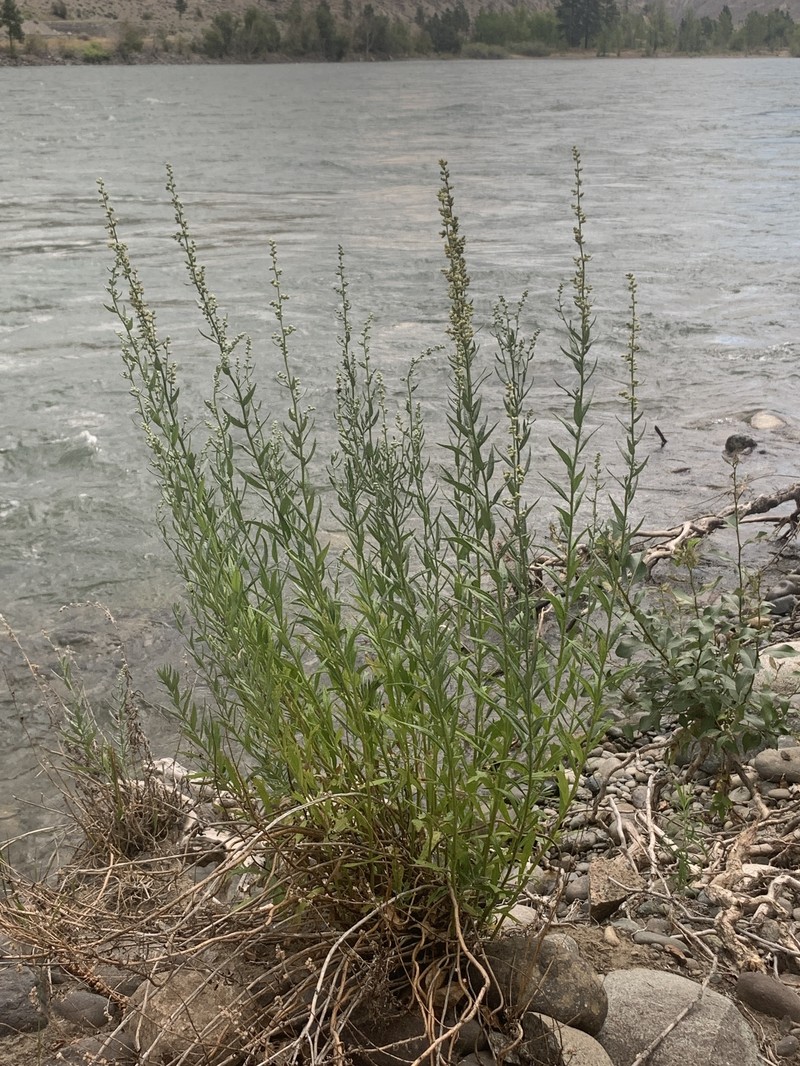 Columbia River Wormwood photo 2
