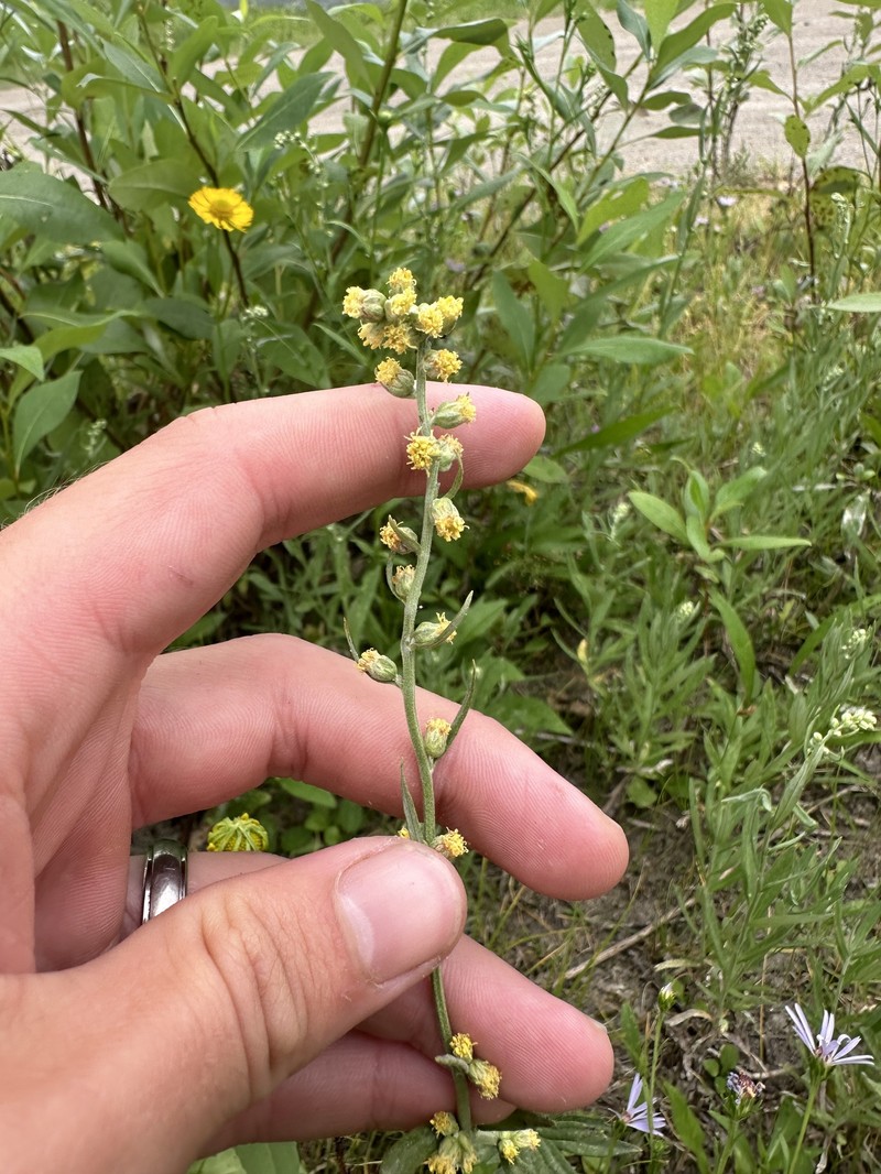 Columbia River Wormwood photo 3