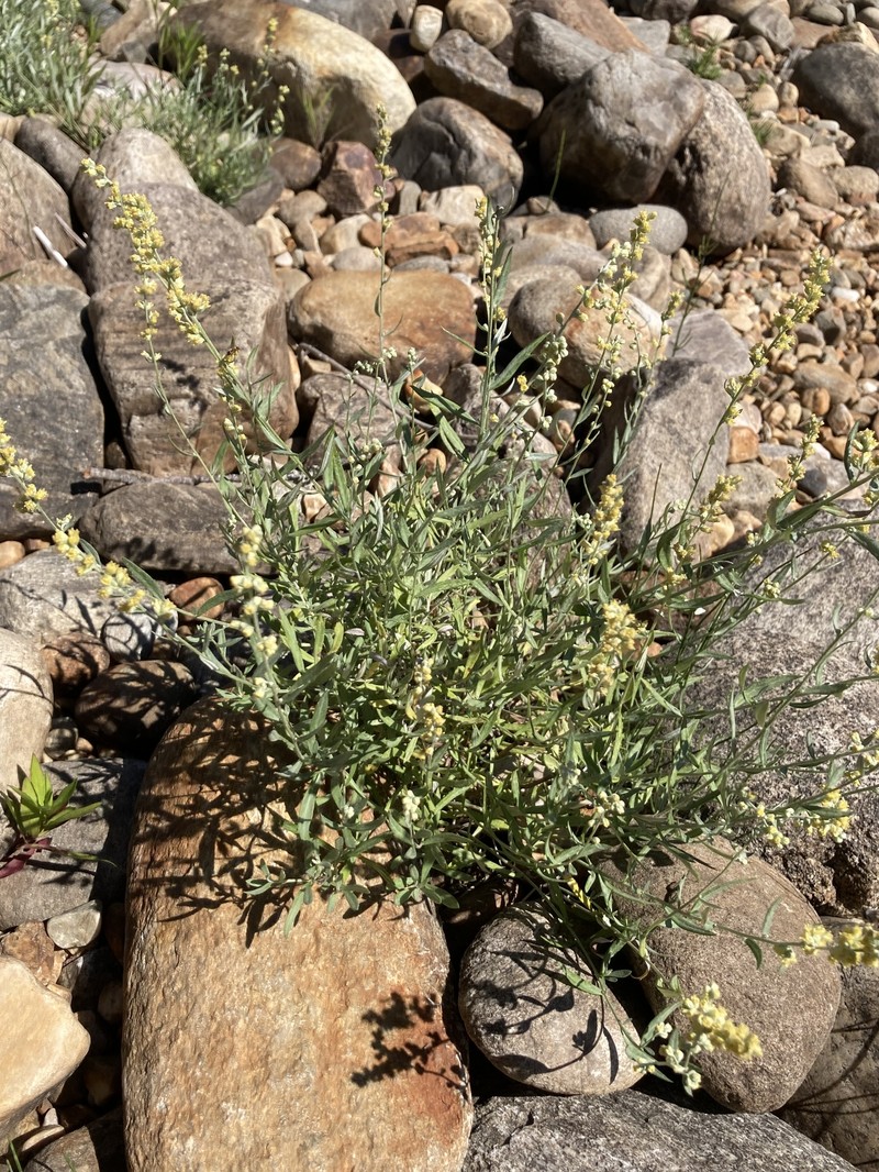 Columbia River Wormwood photo 4