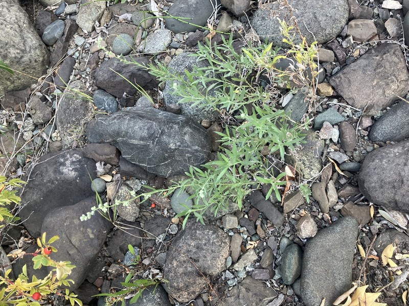 Columbia River Wormwood photo 5