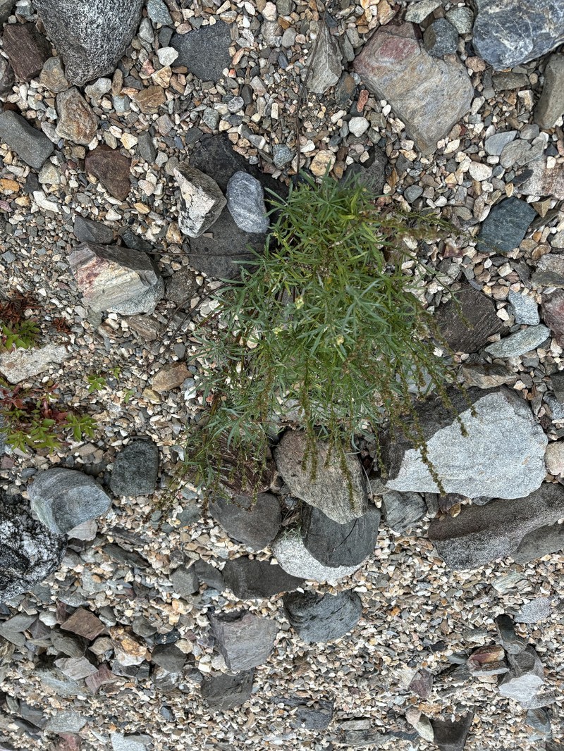 Columbia River Wormwood photo 6