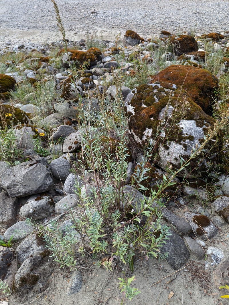 Columbia River Wormwood photo 7