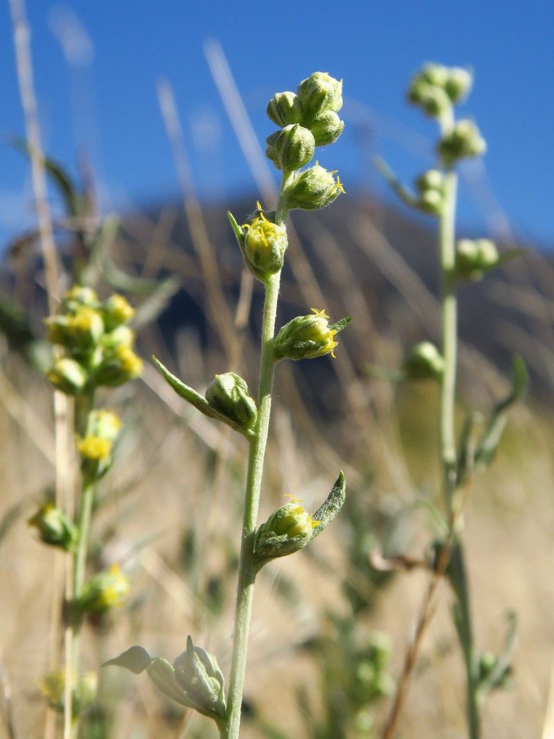 Columbia River Wormwood photo 8