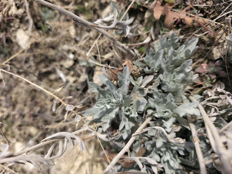 Artemisia ludoviciana subsp. ludoviciana