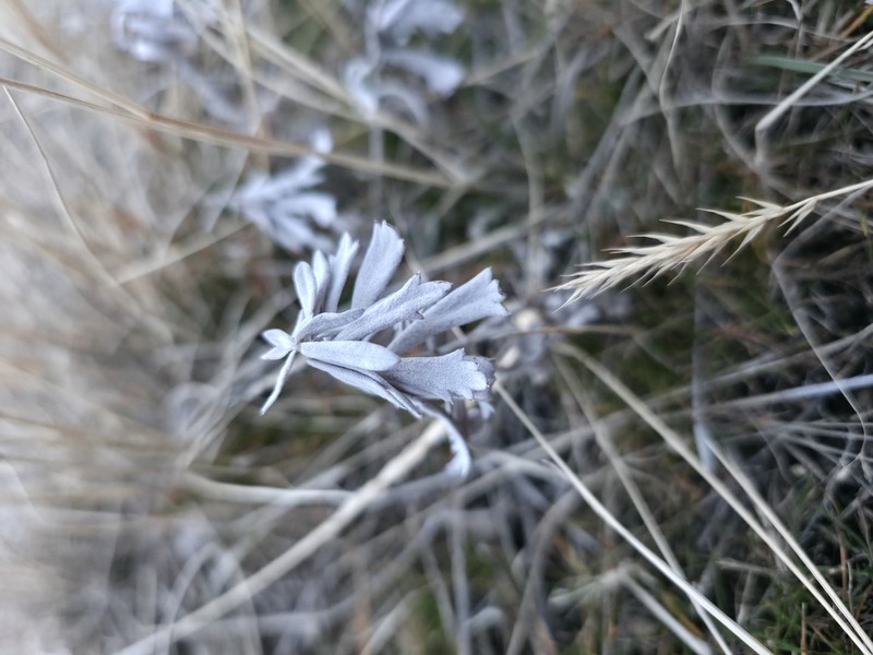Artemisia ludoviciana subsp. ludoviciana photo 2