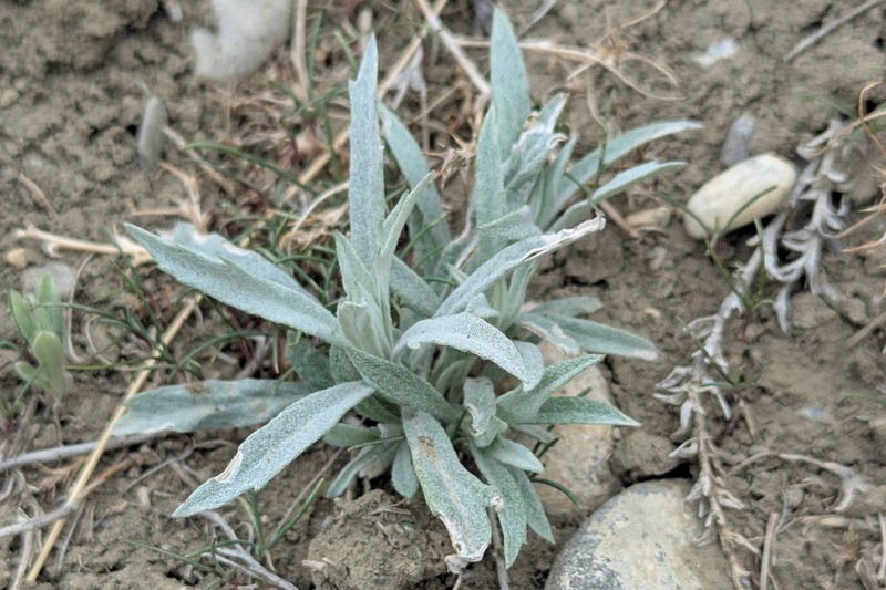 Artemisia ludoviciana subsp. ludoviciana photo 3