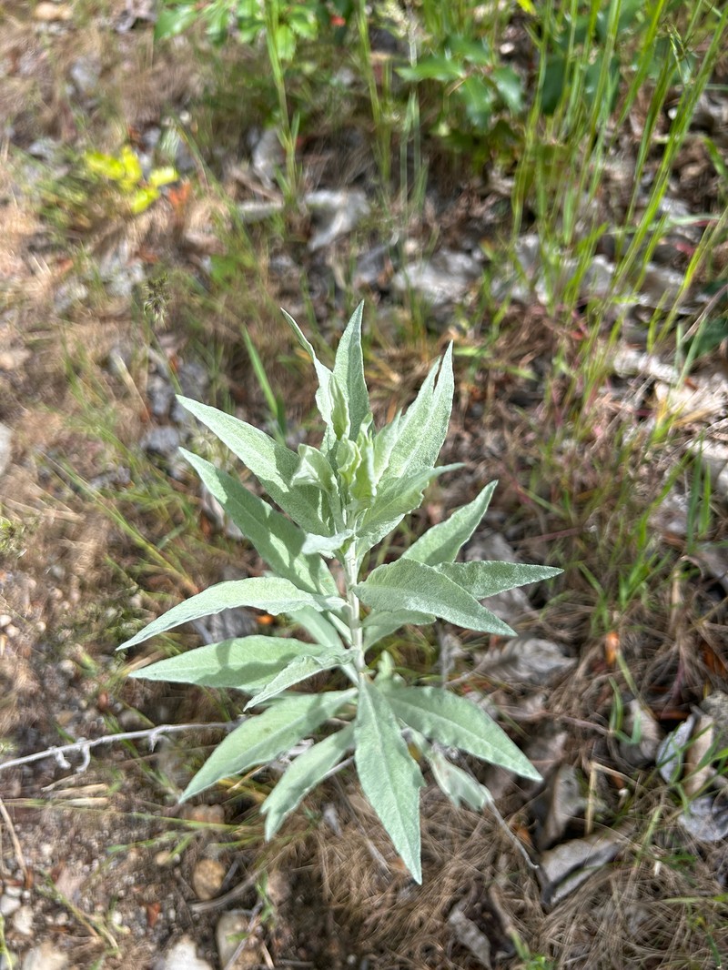 Artemisia ludoviciana subsp. ludoviciana photo 4