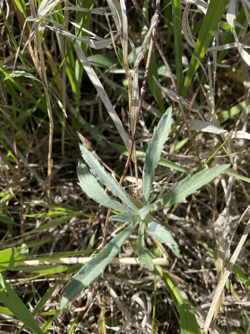 Artemisia ludoviciana subsp. ludoviciana photo 7