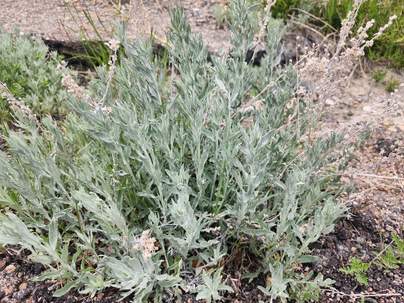 Artemisia ludoviciana subsp. ludoviciana photo 8