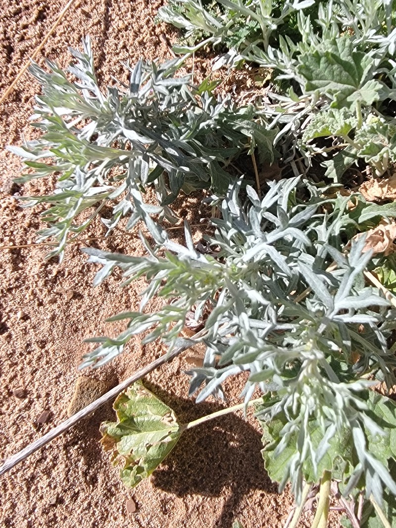 Artemisia ludoviciana subsp. mexicana