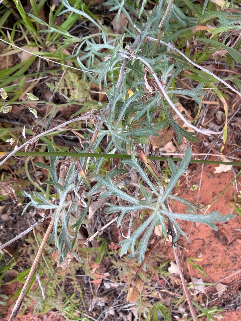 Artemisia ludoviciana subsp. mexicana photo 2