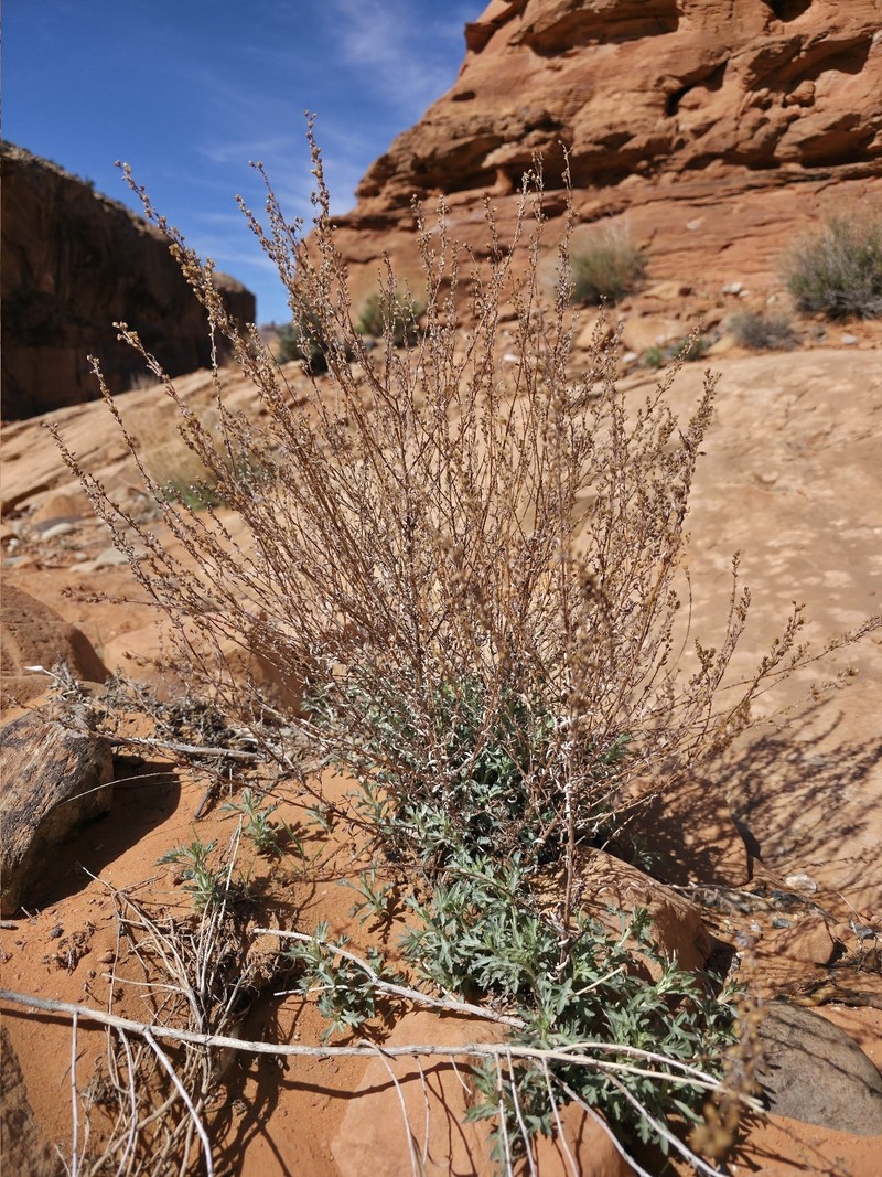 Artemisia ludoviciana subsp. mexicana photo 3