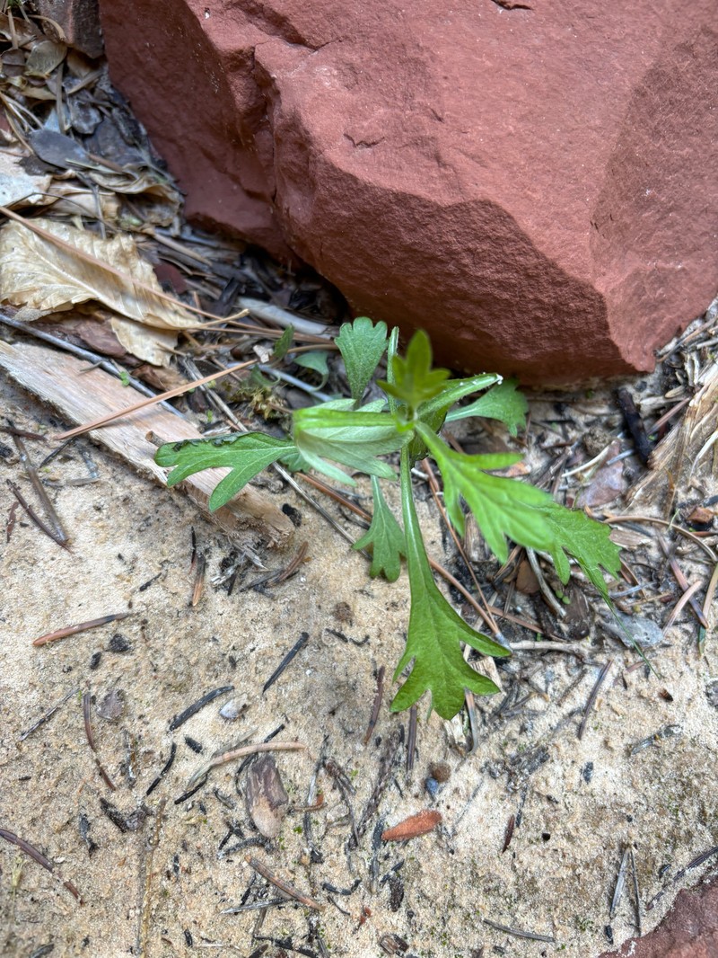 Artemisia ludoviciana subsp. mexicana photo 4
