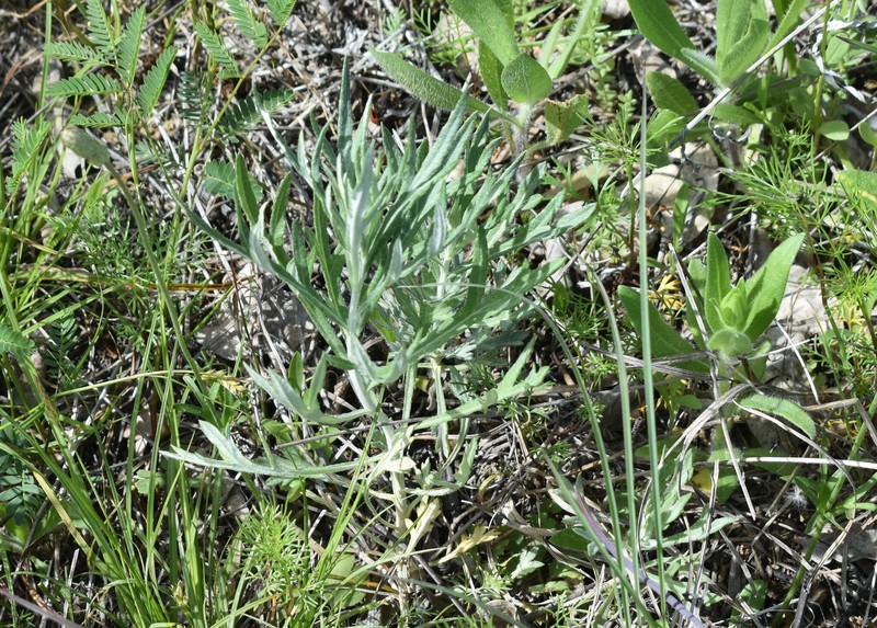 Artemisia ludoviciana subsp. mexicana photo 5