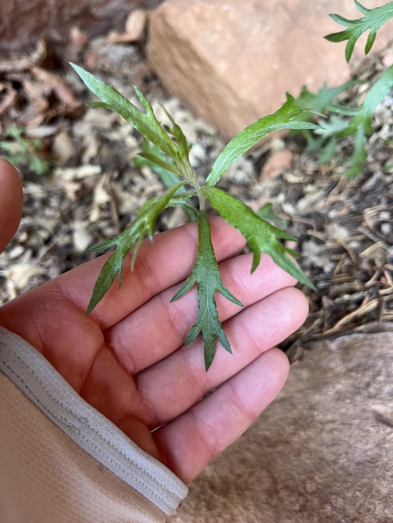 Artemisia ludoviciana subsp. mexicana photo 6