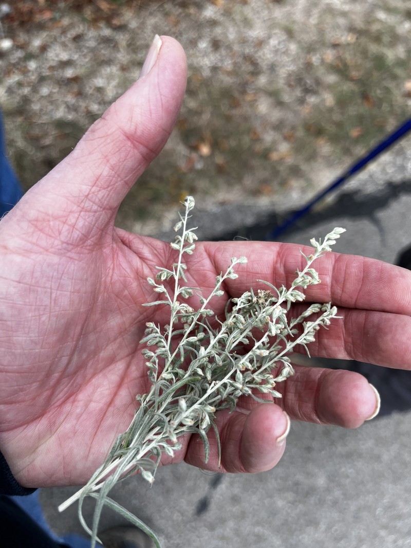 Artemisia ludoviciana subsp. mexicana photo 7