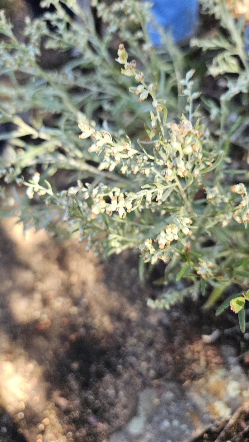 Artemisia ludoviciana subsp. mexicana photo 8