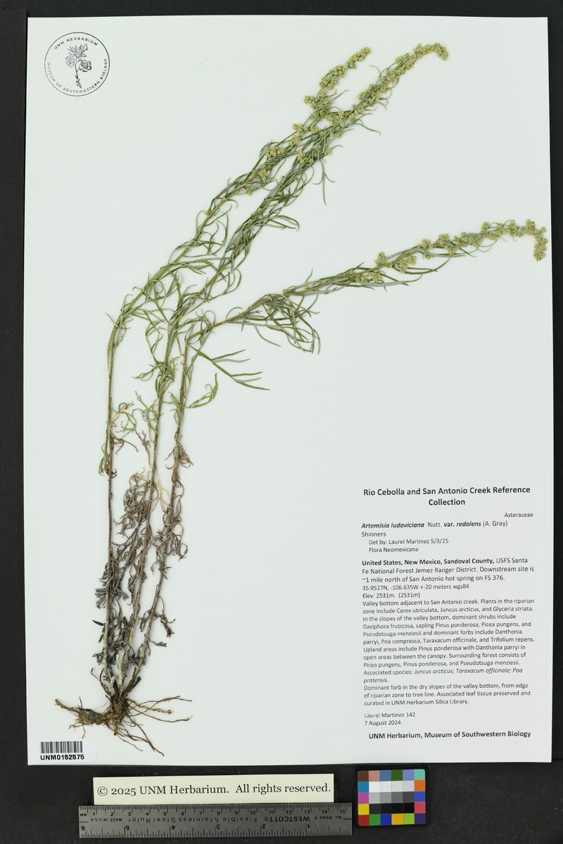 Artemisia ludoviciana subsp. redolens photo 2