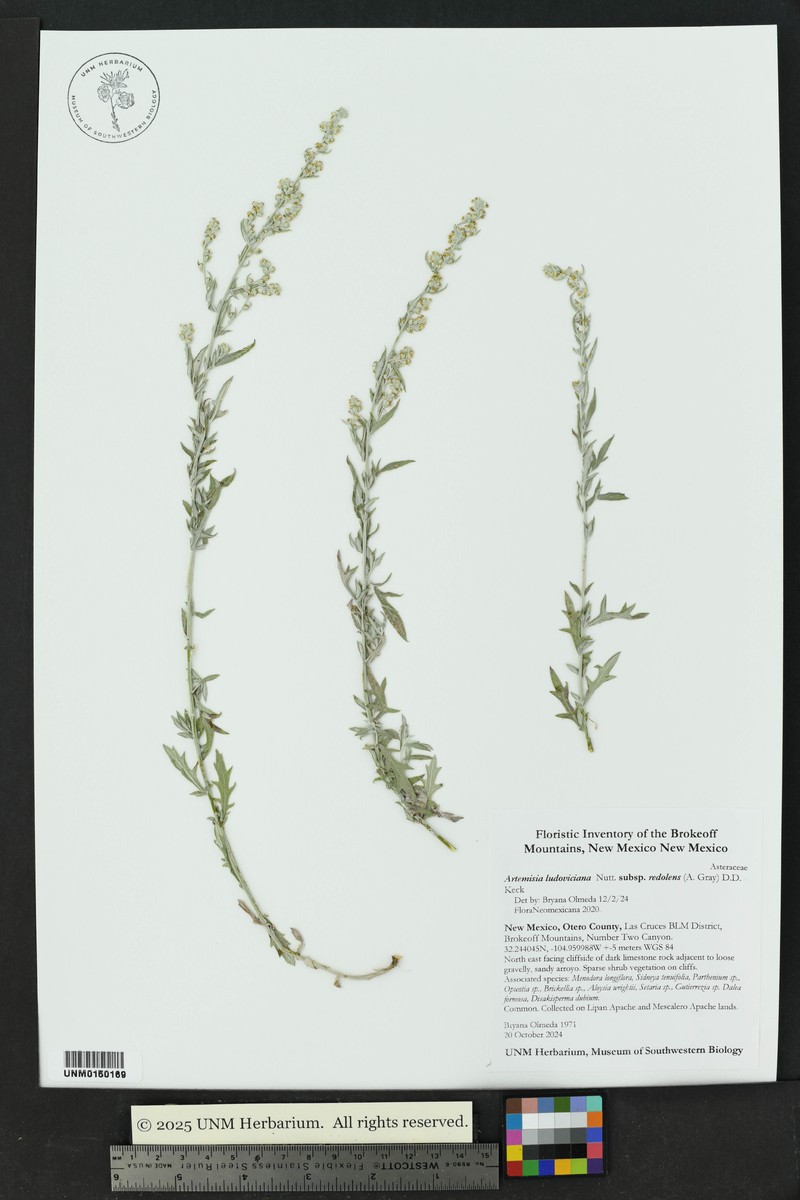 Artemisia ludoviciana subsp. redolens photo 3
