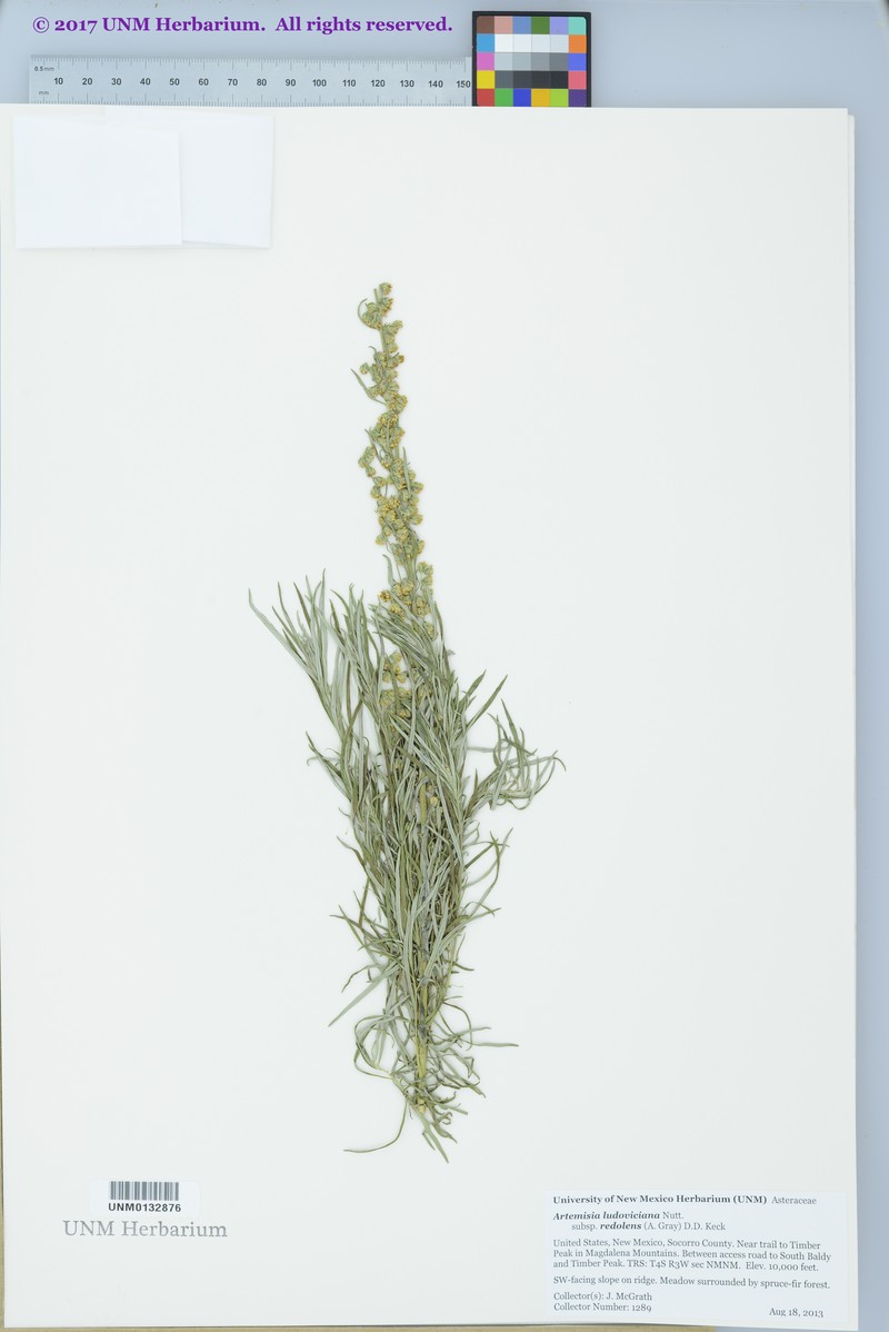 Artemisia ludoviciana subsp. redolens photo 4