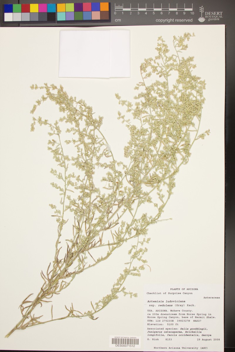 Artemisia ludoviciana subsp. redolens photo 5