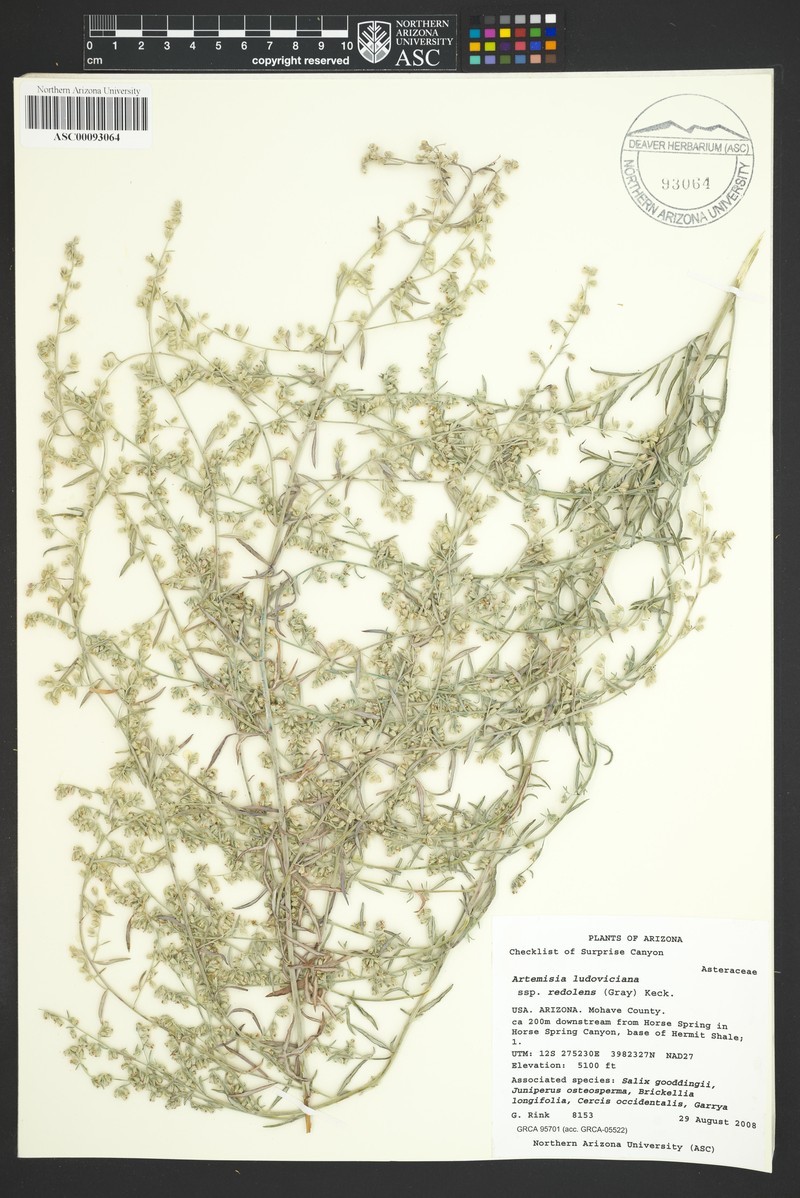 Artemisia ludoviciana subsp. redolens photo 6