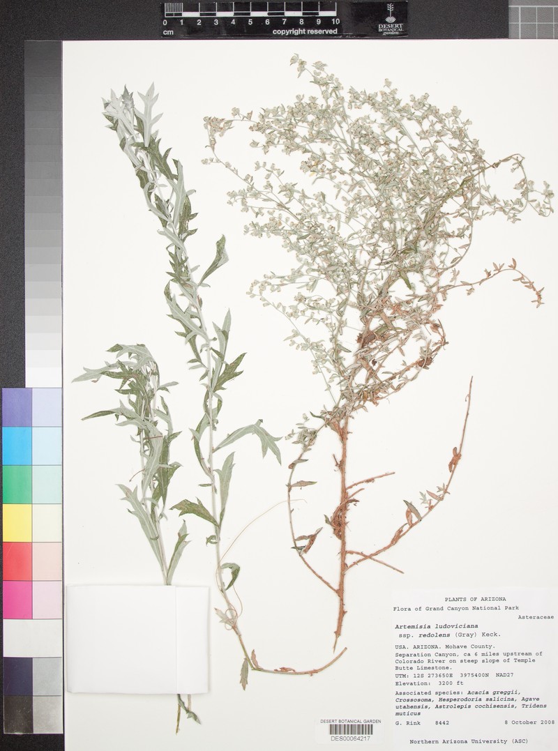 Artemisia ludoviciana subsp. redolens photo 7