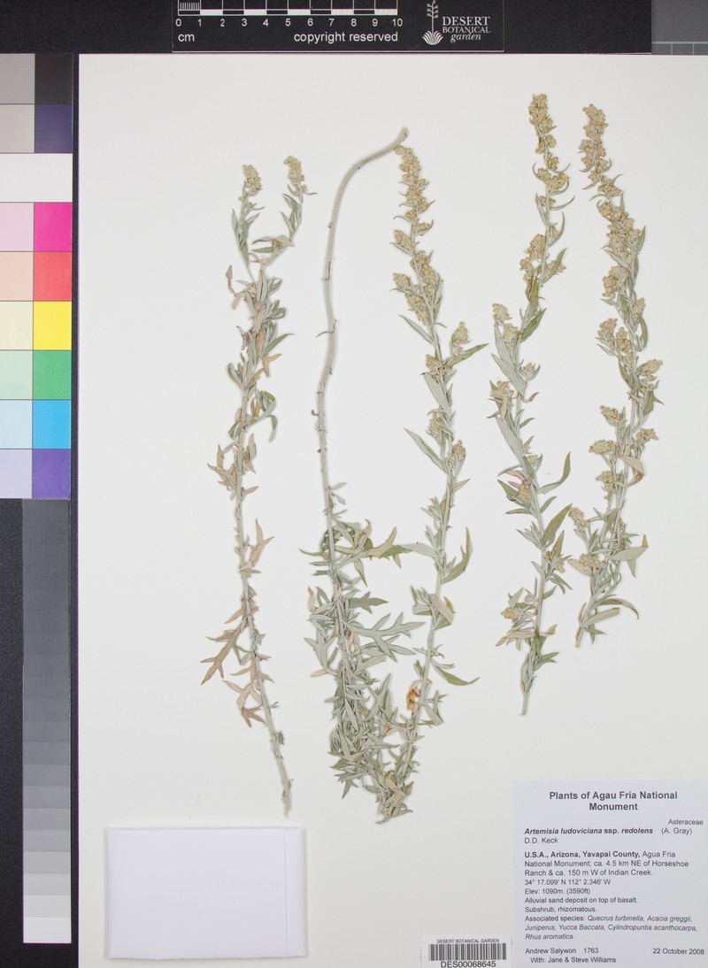 Artemisia ludoviciana subsp. redolens photo 8