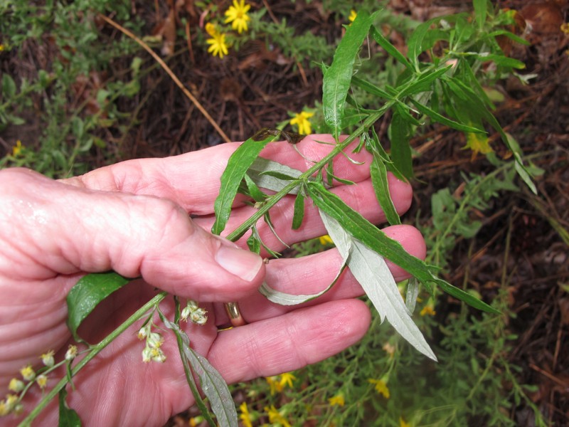 Artemisia ludoviciana subsp. redolens
