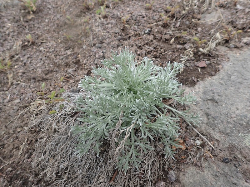 Artemisia maccallae photo 4