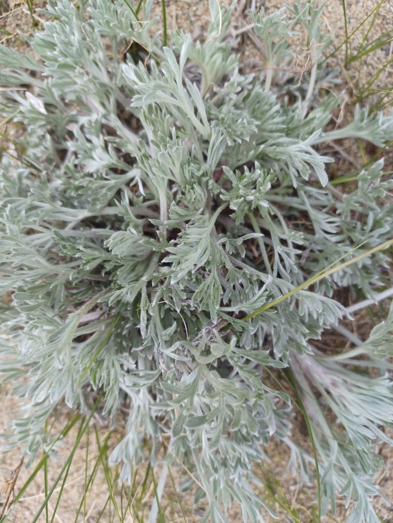 Artemisia maccallae photo 5