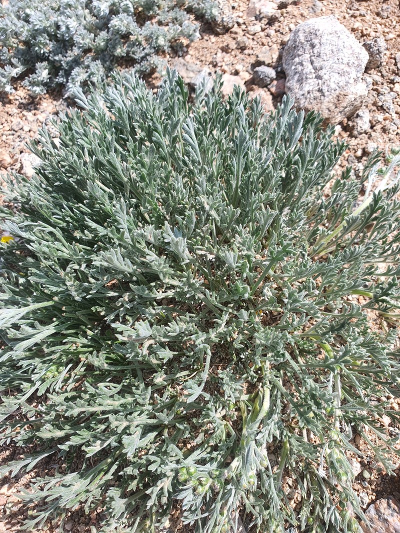Artemisia maccallae photo 7