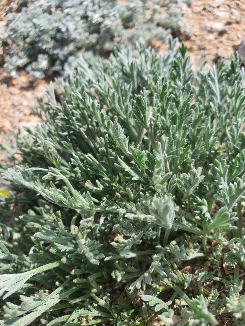 Artemisia maccallae photo 8